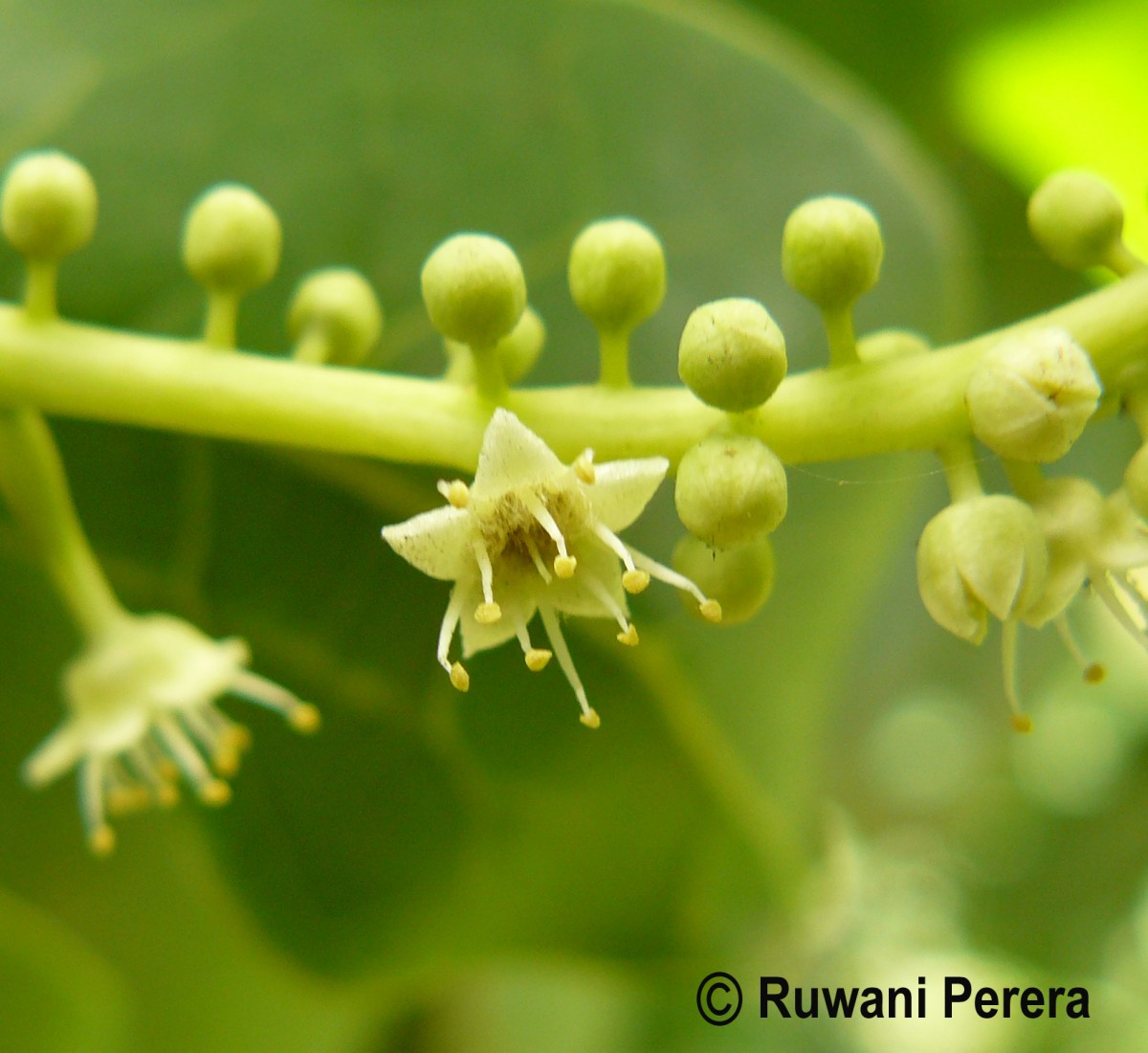 Terminalia catappa L.